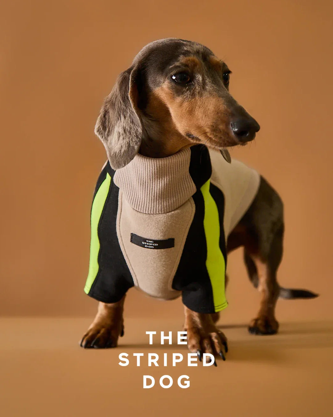 THE STRIPED DOG