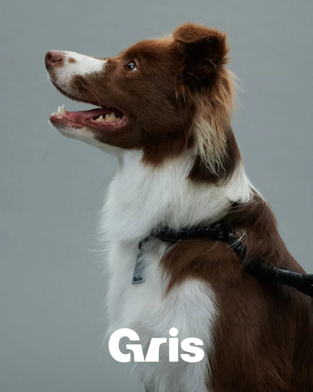 Gris