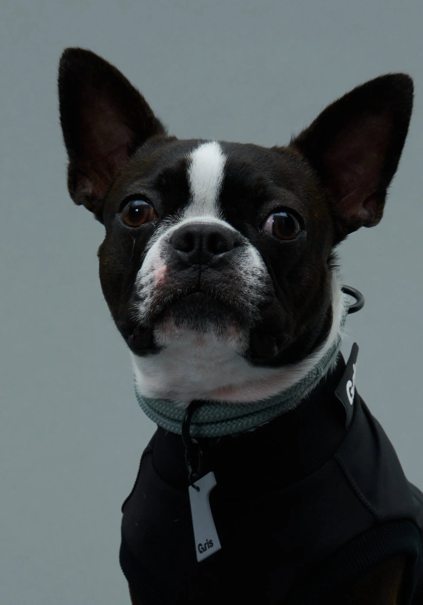 THE COLLAR