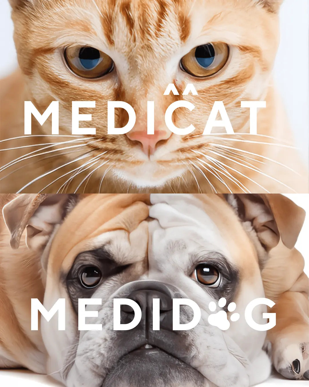 MEDICAT/MEDIDOG nuun tokyo