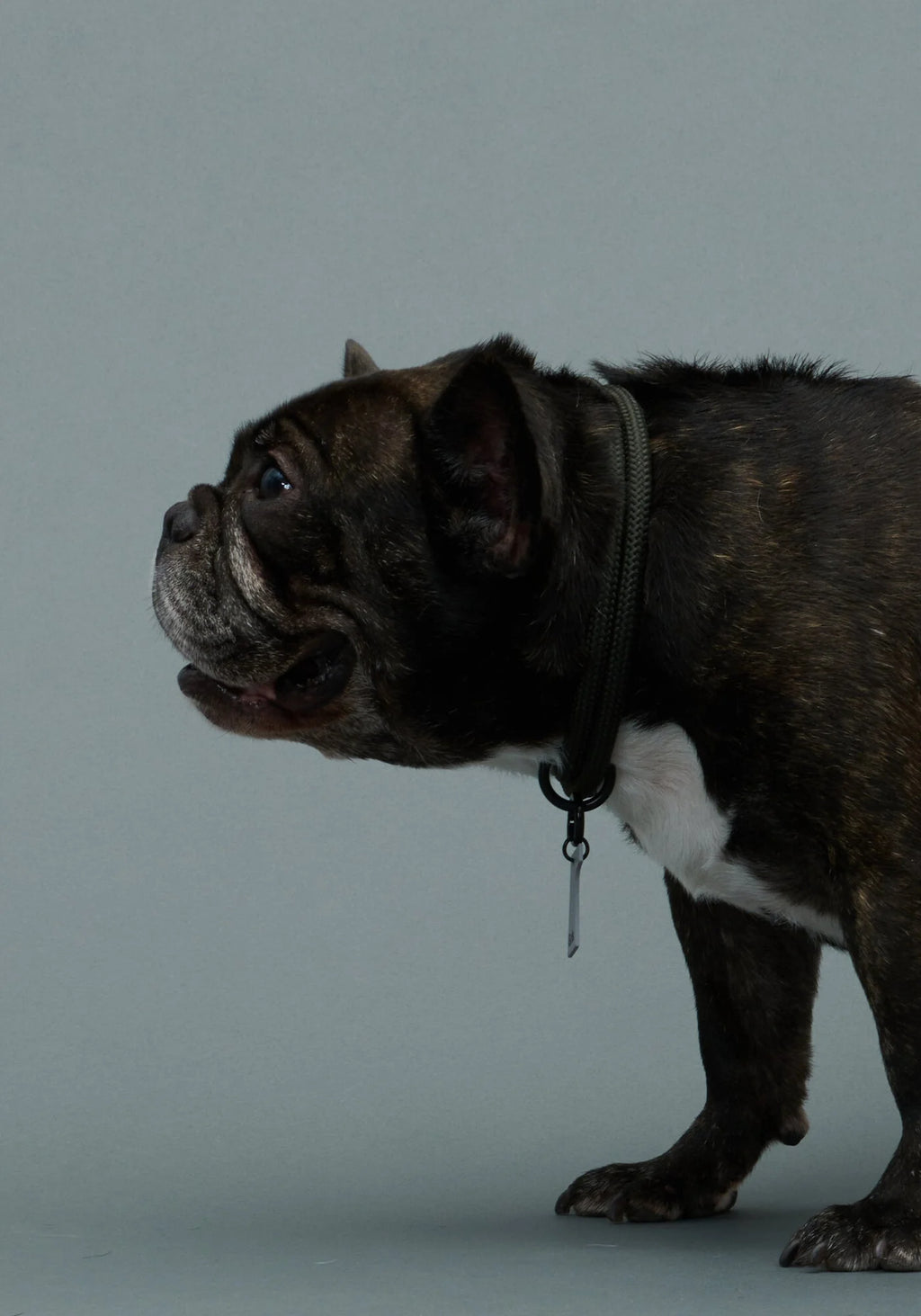 THE COLLAR