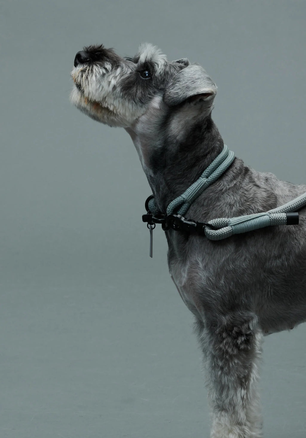 THE COLLAR