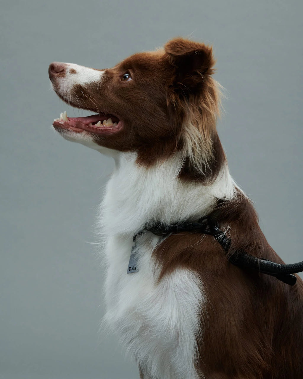 THE COLLAR