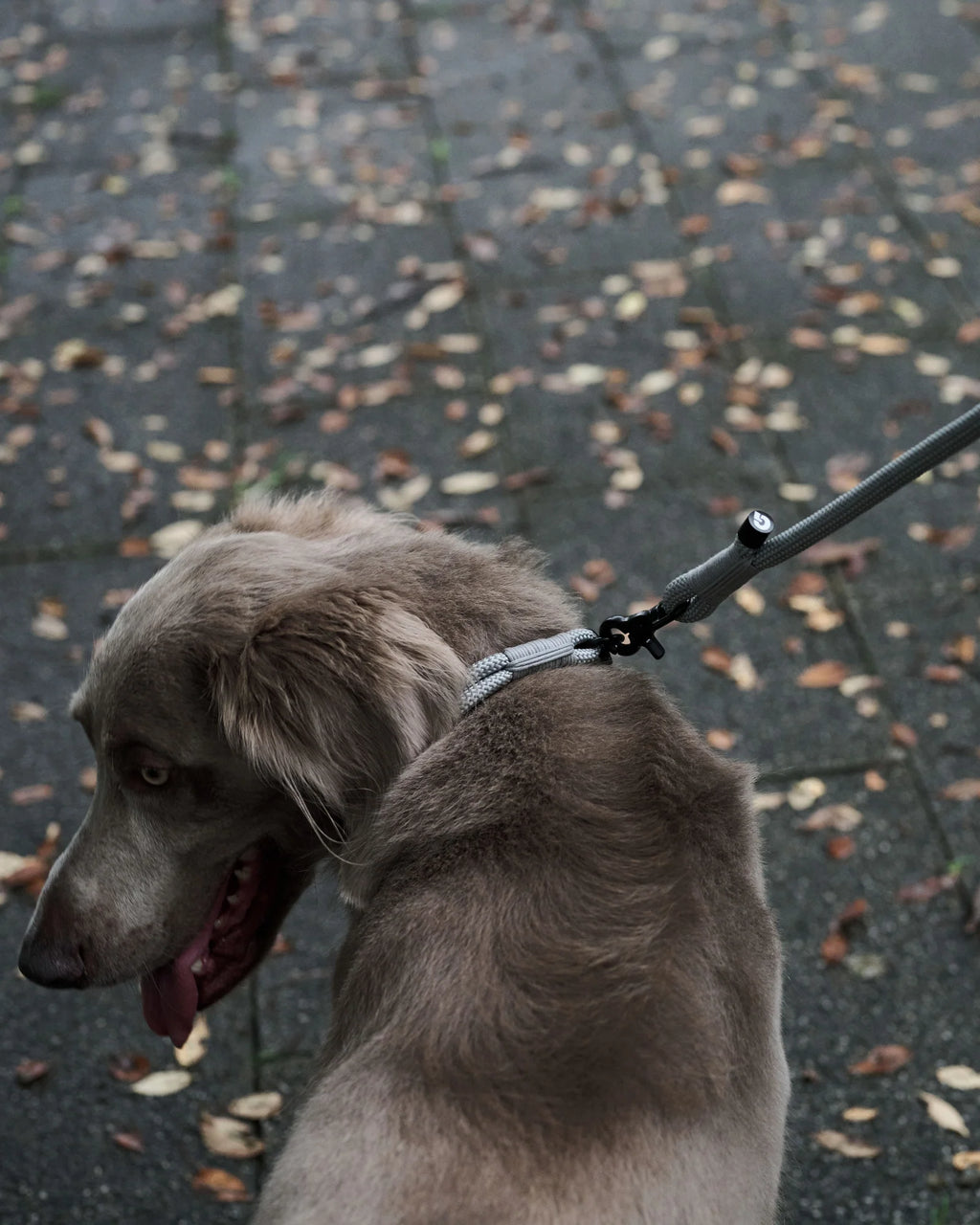THE LEASH