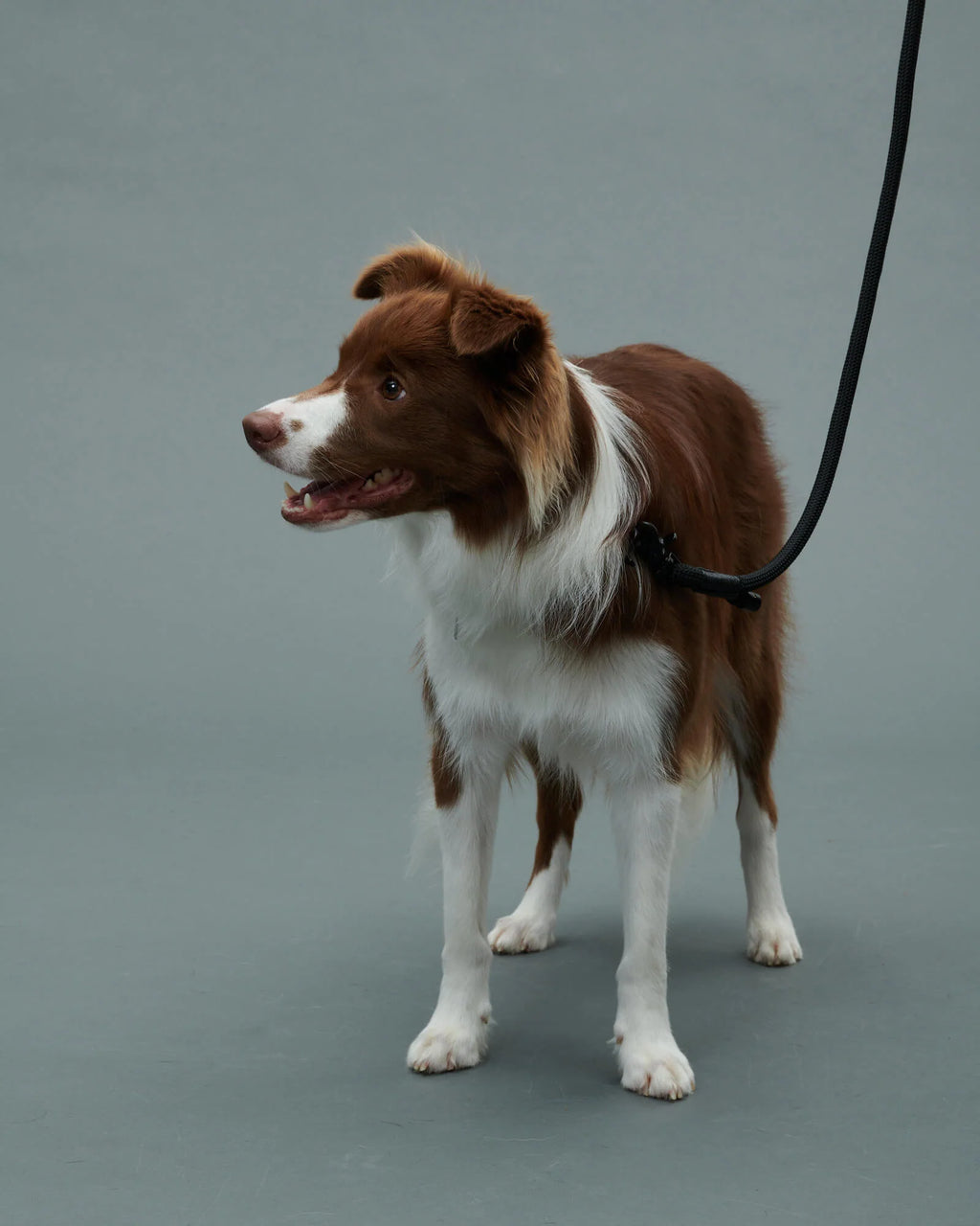 THE LEASH