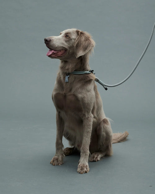 THE LEASH Gris