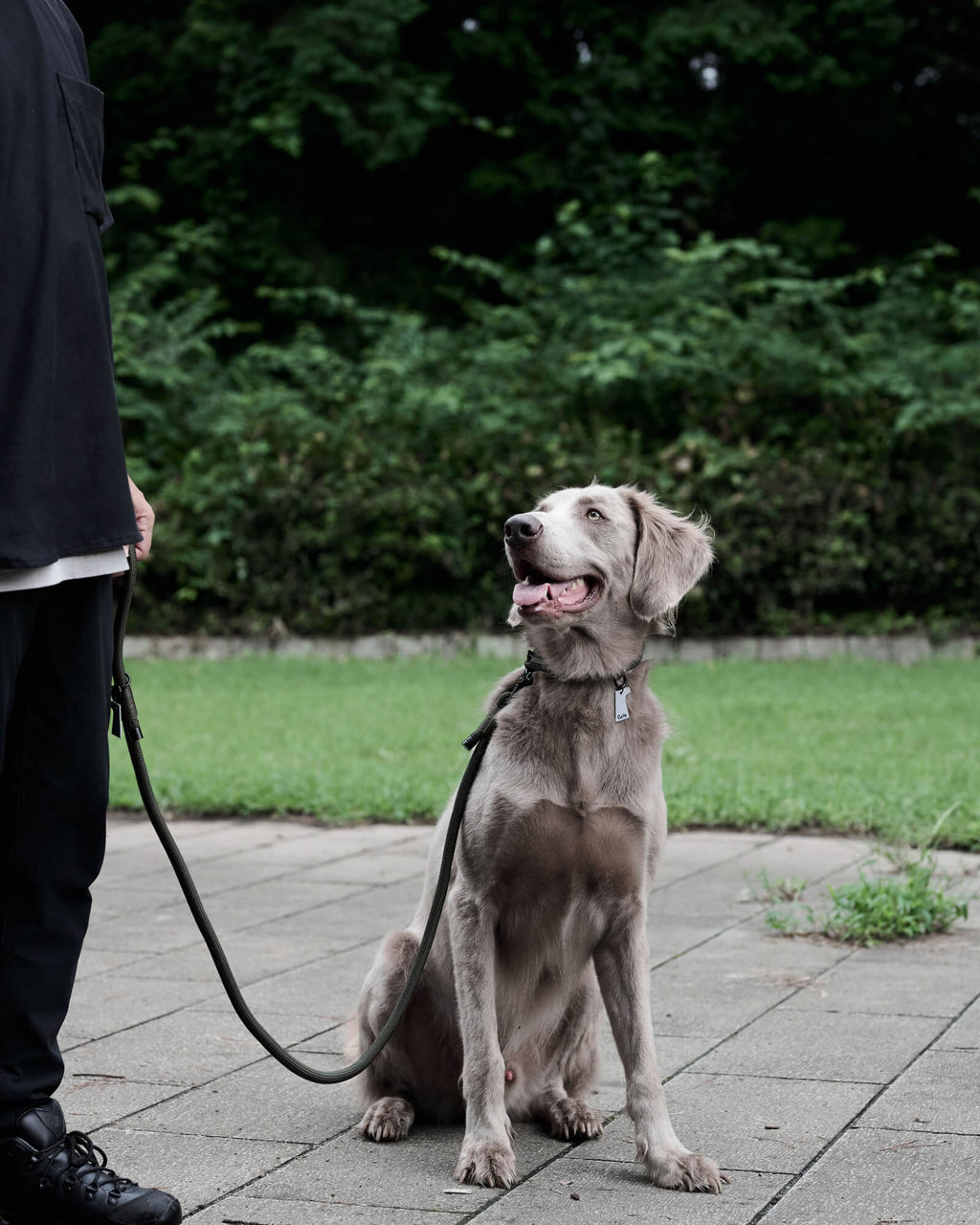 THE LEASH