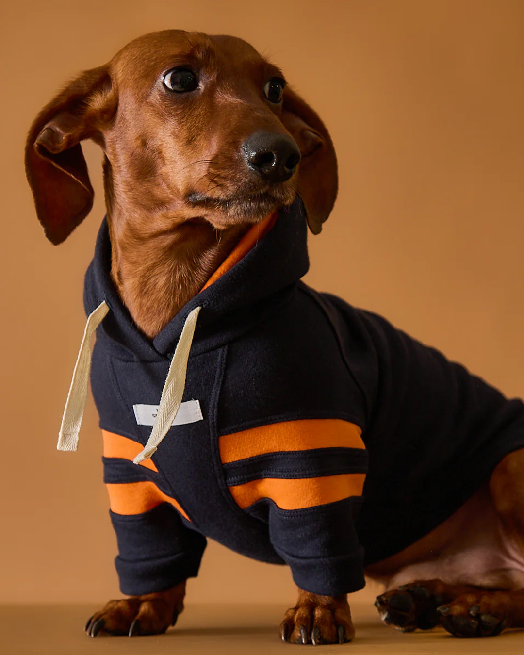 Dachshund Dark Blue Hoodie BRIE
