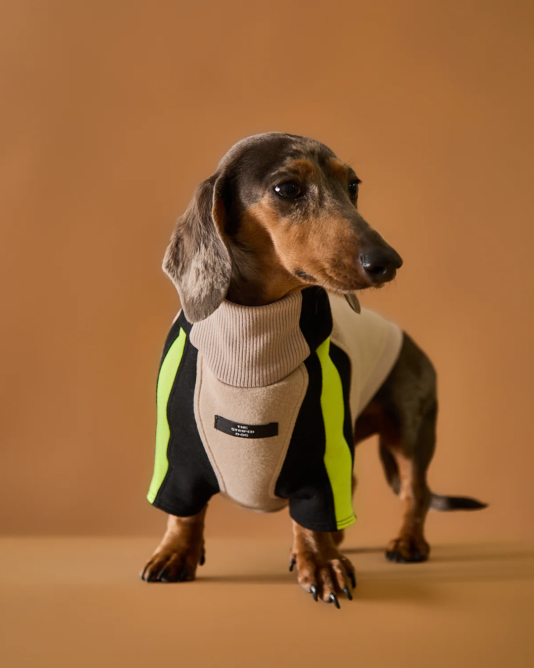 Dachshund Turtleneck Sweater BELLE