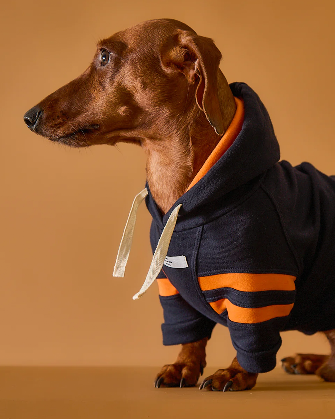 Dachshund Dark Blue Hoodie BRIE