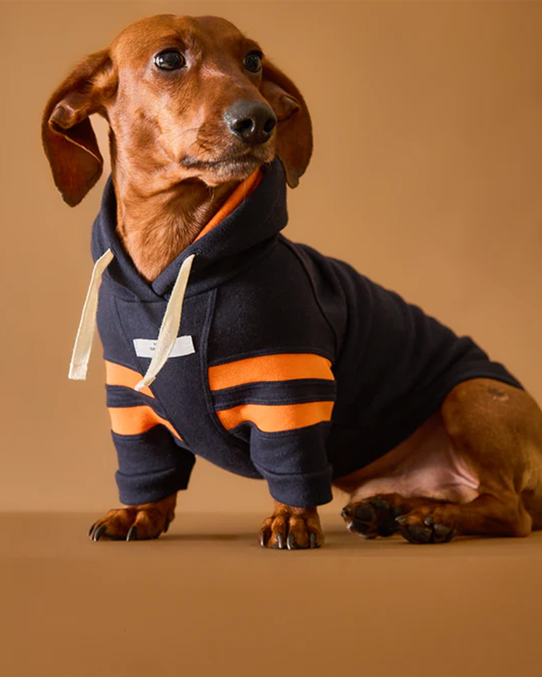 Dachshund Dark Blue Hoodie BRIE