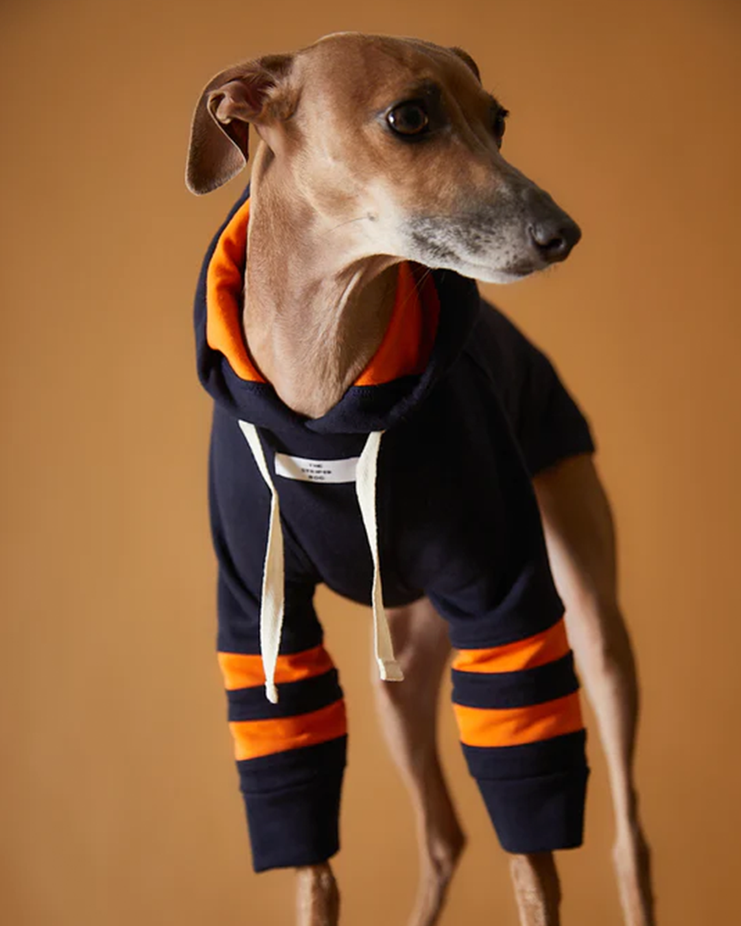 Italian Greyhound & Whippet Dark Blue Hoodie BRIE