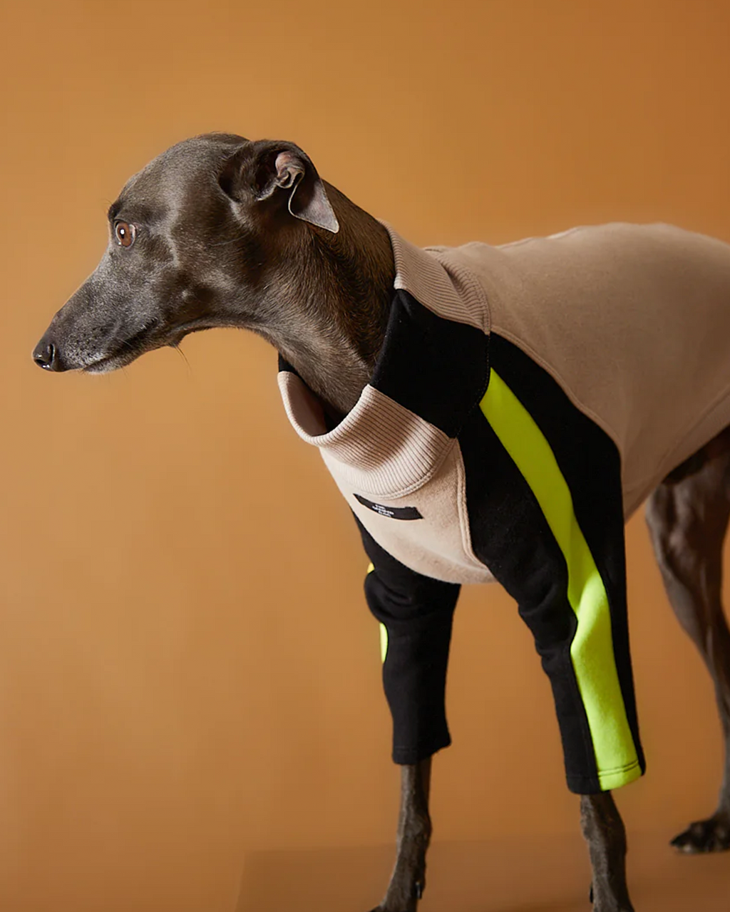 Italian Greyhound & Whippet Turtleneck Sweater BELLE