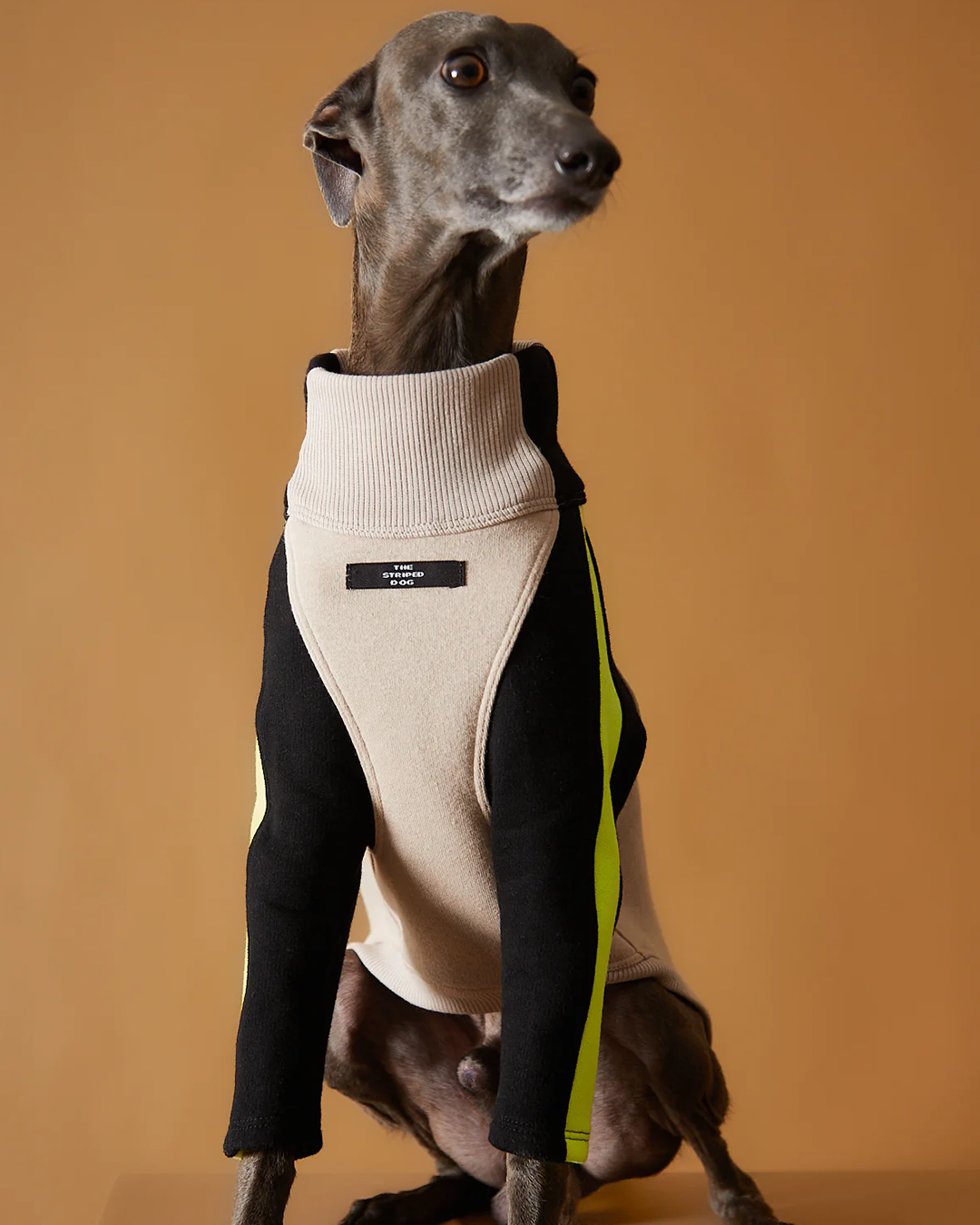 Italian Greyhound & Whippet Turtleneck Sweater BELLE