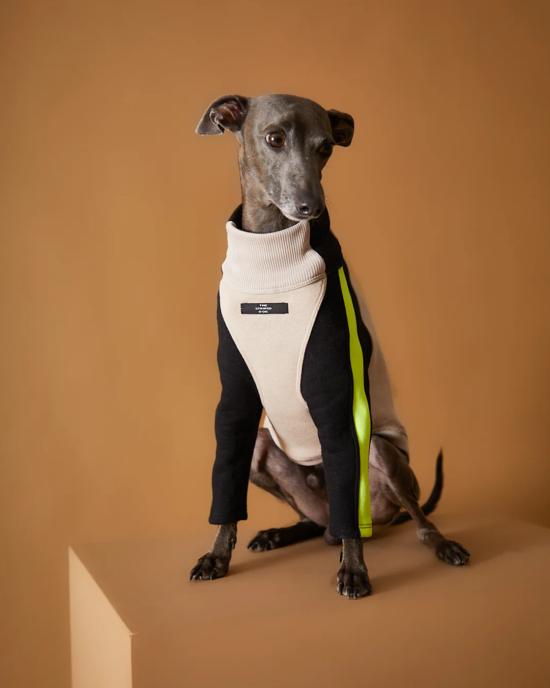 Italian Greyhound & Whippet Turtleneck Sweater BELLE