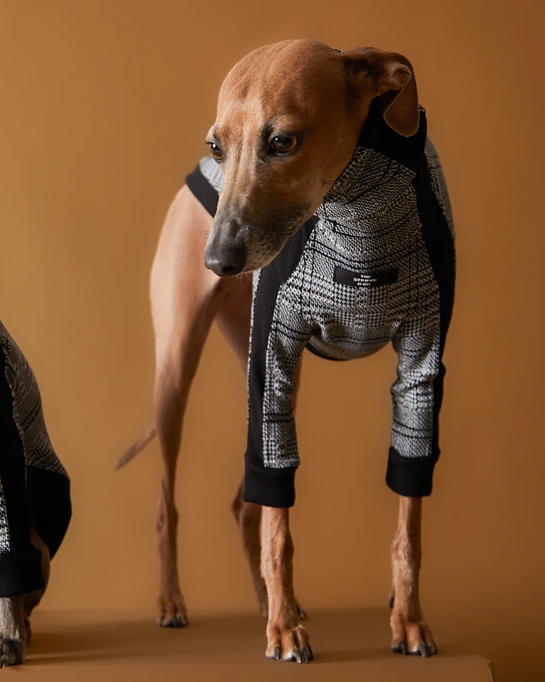 Italian Greyhound & Whippet Plaid Black and White Jaqcuard Turtleneck Sweater YVES