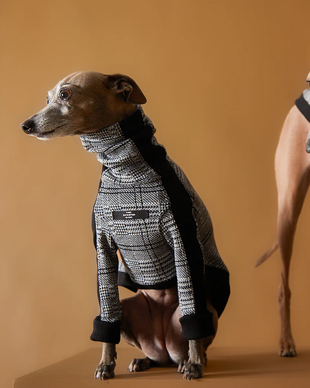 Italian Greyhound & Whippet Plaid Black and White Jaqcuard Turtleneck Sweater YVES