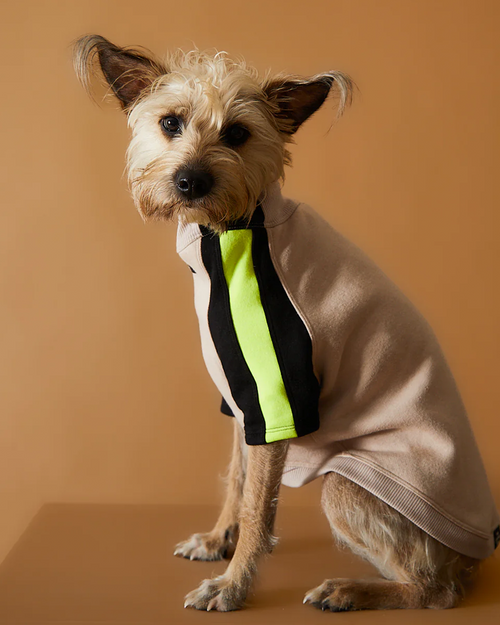 Turtleneck Sweater BELLE THE STRIPED DOG