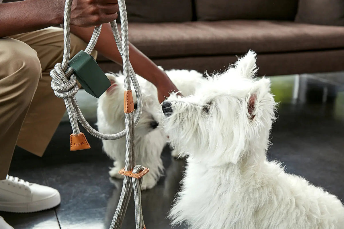犬用ハーネス / Ray Harness / Boo Oh – nuun tokyo