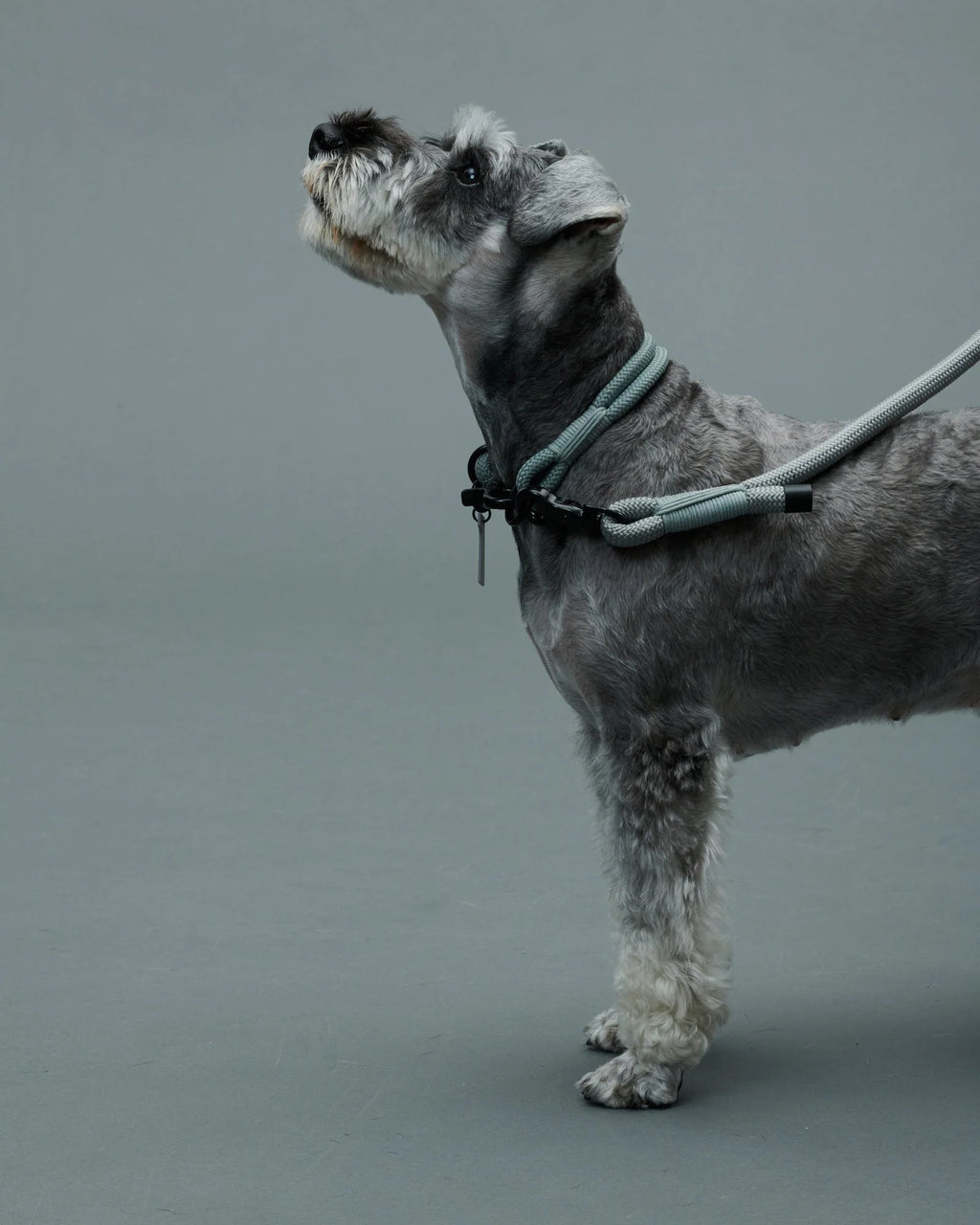 THE LEASH